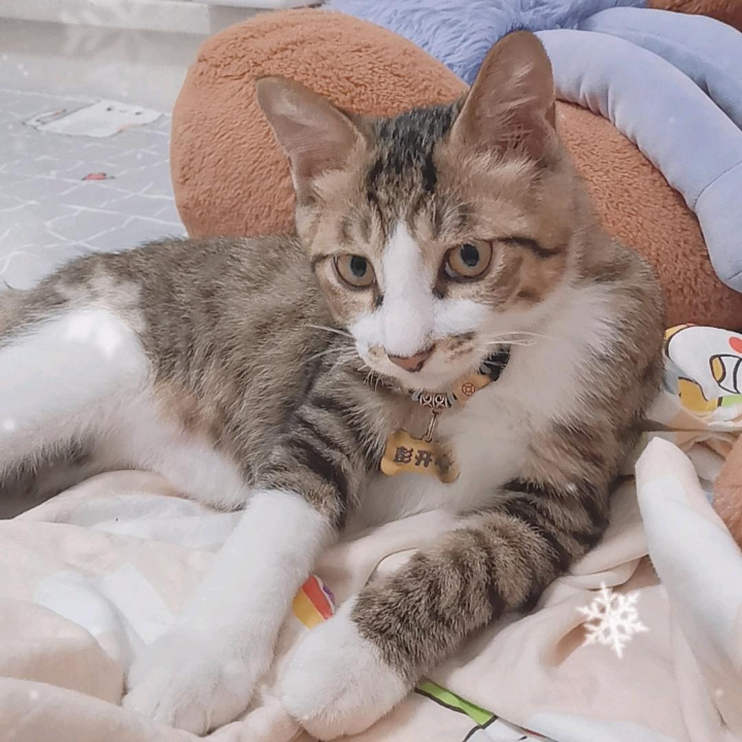 这个花臂叫开心