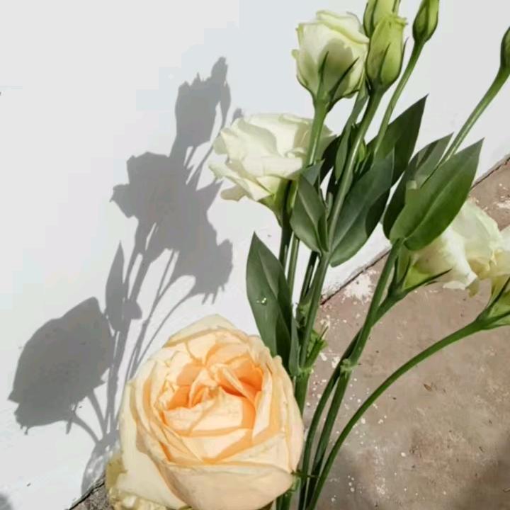 🌈风止挽落叶🍂