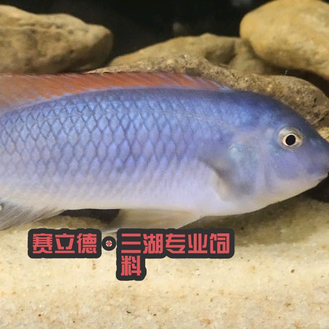 ♥MC渔夫--三湖慈鲷𒅌