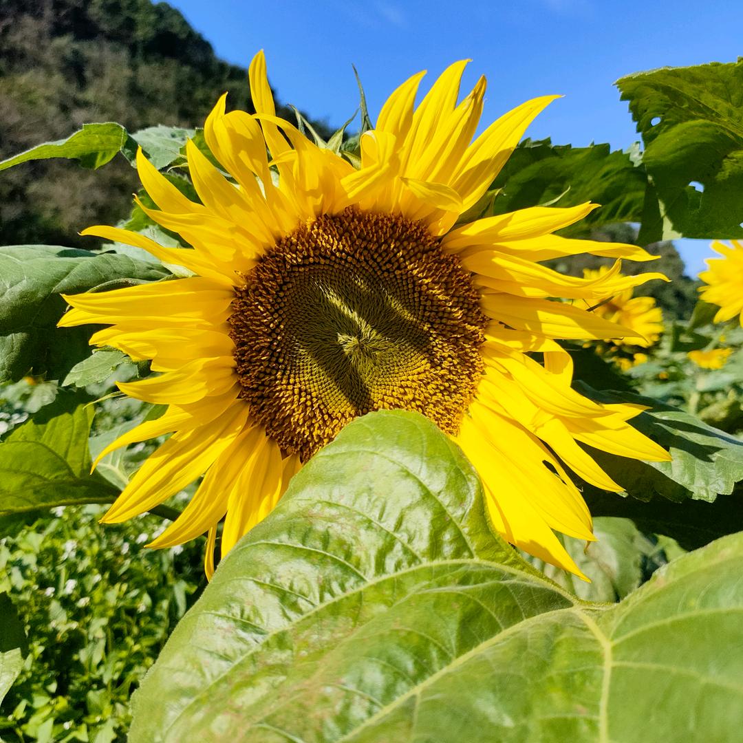 🌻Sweet🎍