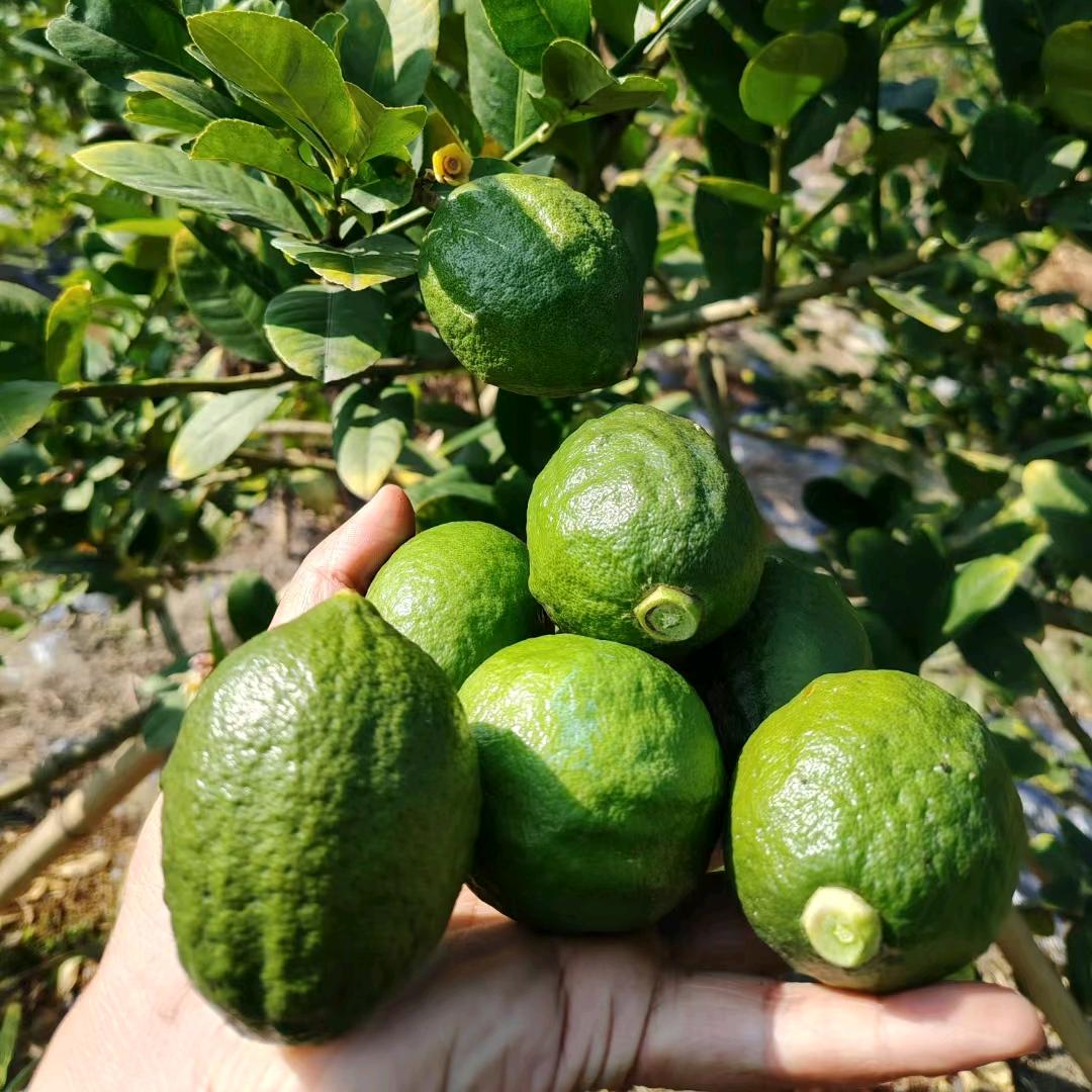 广东香水柠檬5号基地