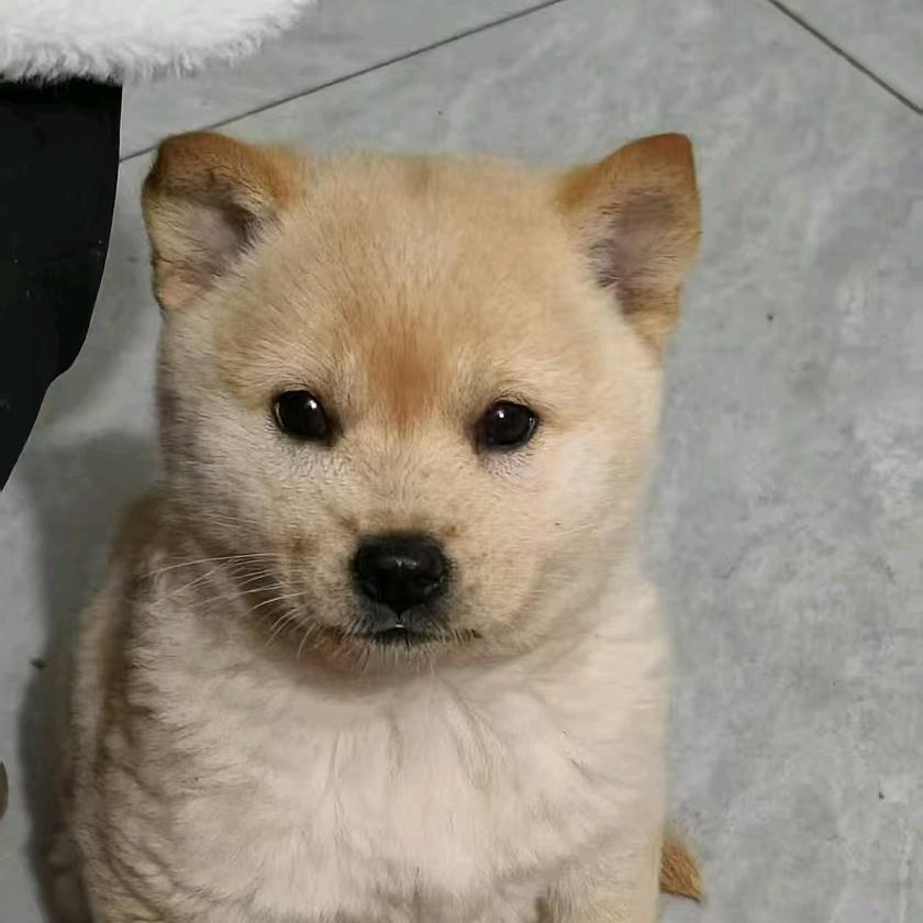 糖是黄连的味道