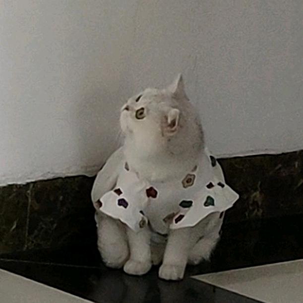 小西瓜