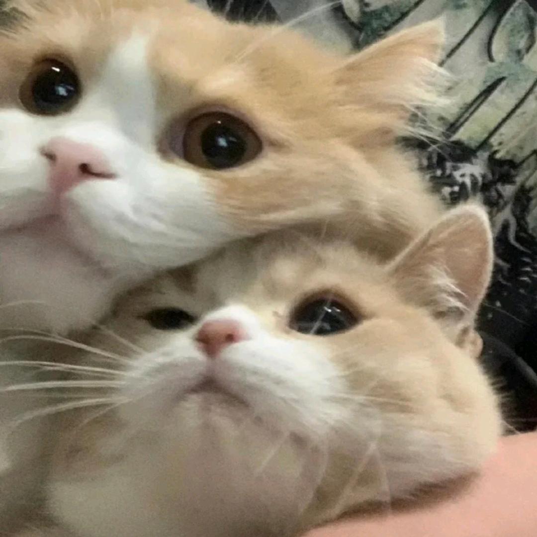 反派冷酷小狗🌈