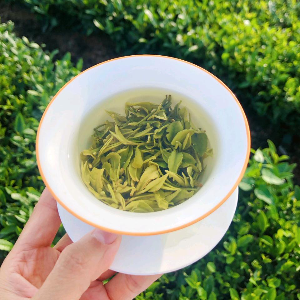 阿祖来了(日照绿茶茶厂直销)