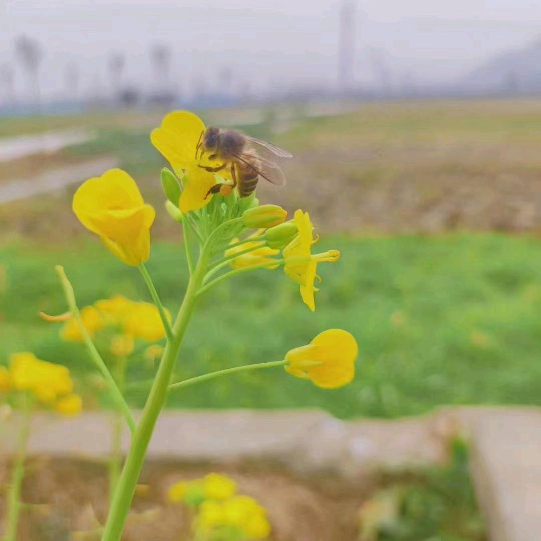 新人小白🌹