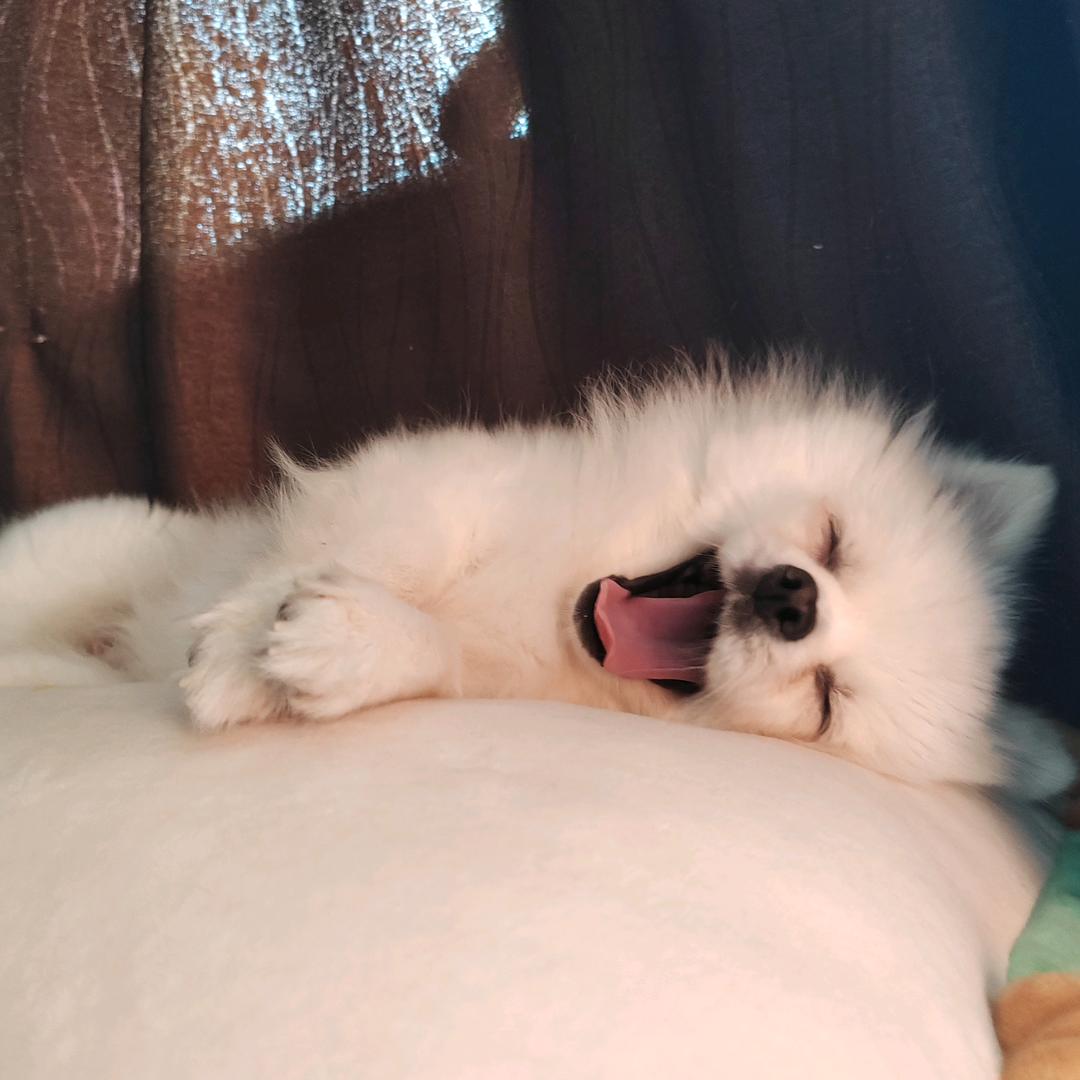 桃桃