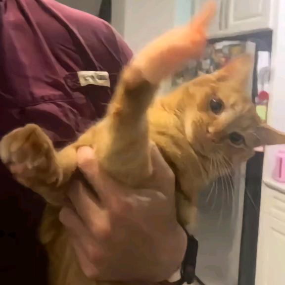 初音未来绫波丽 猛男就得练倒立