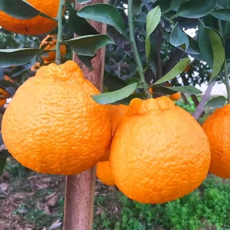 丹棱县丰乐果蔬店