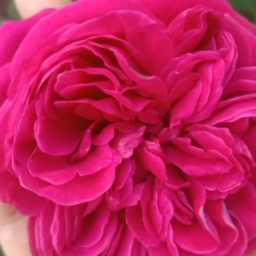 满眼都是你的爱