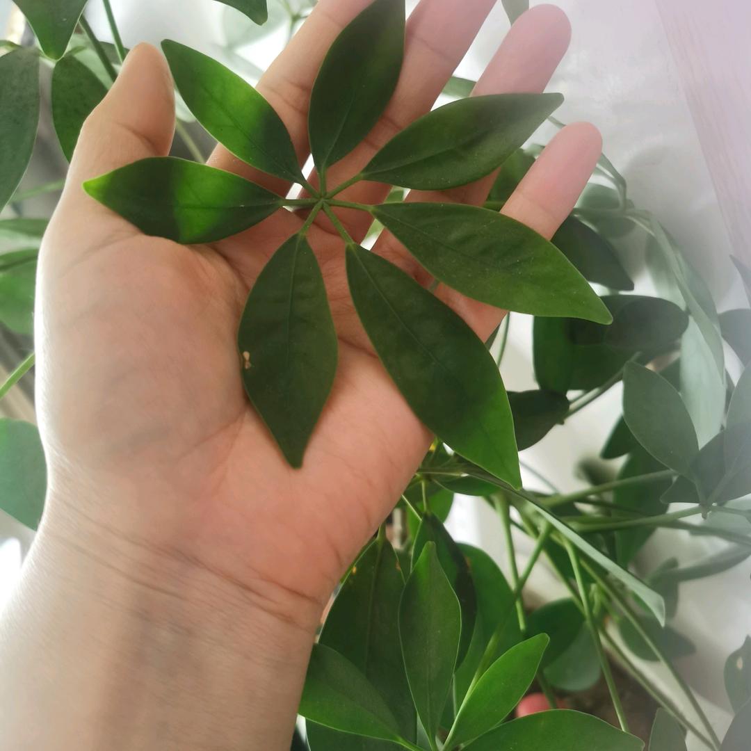 翎月伴学