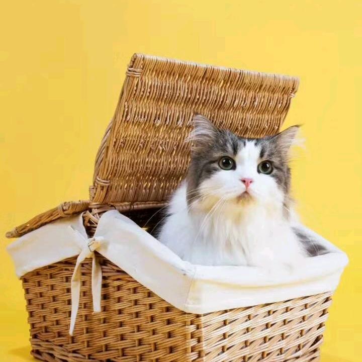 火星人集成灶（小琴）