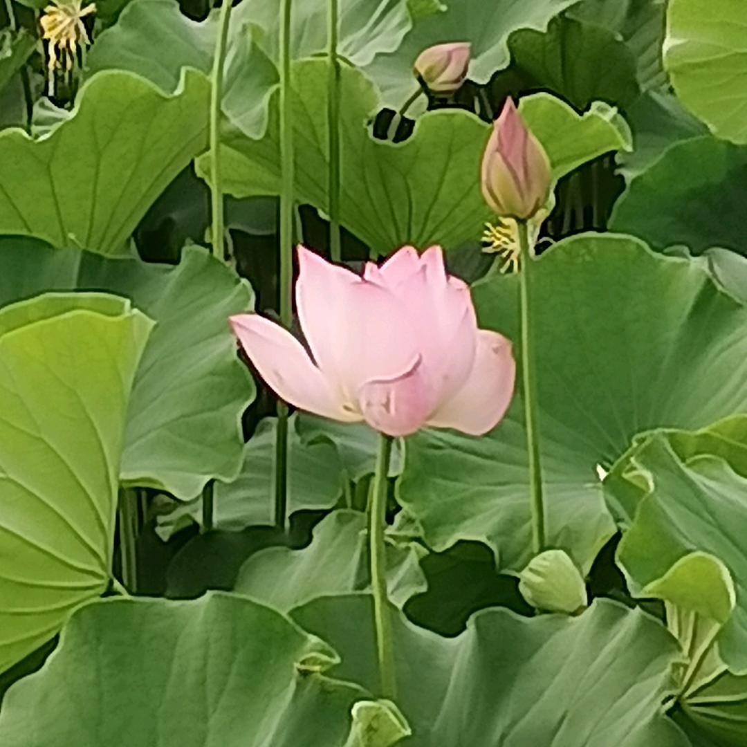 麦粒