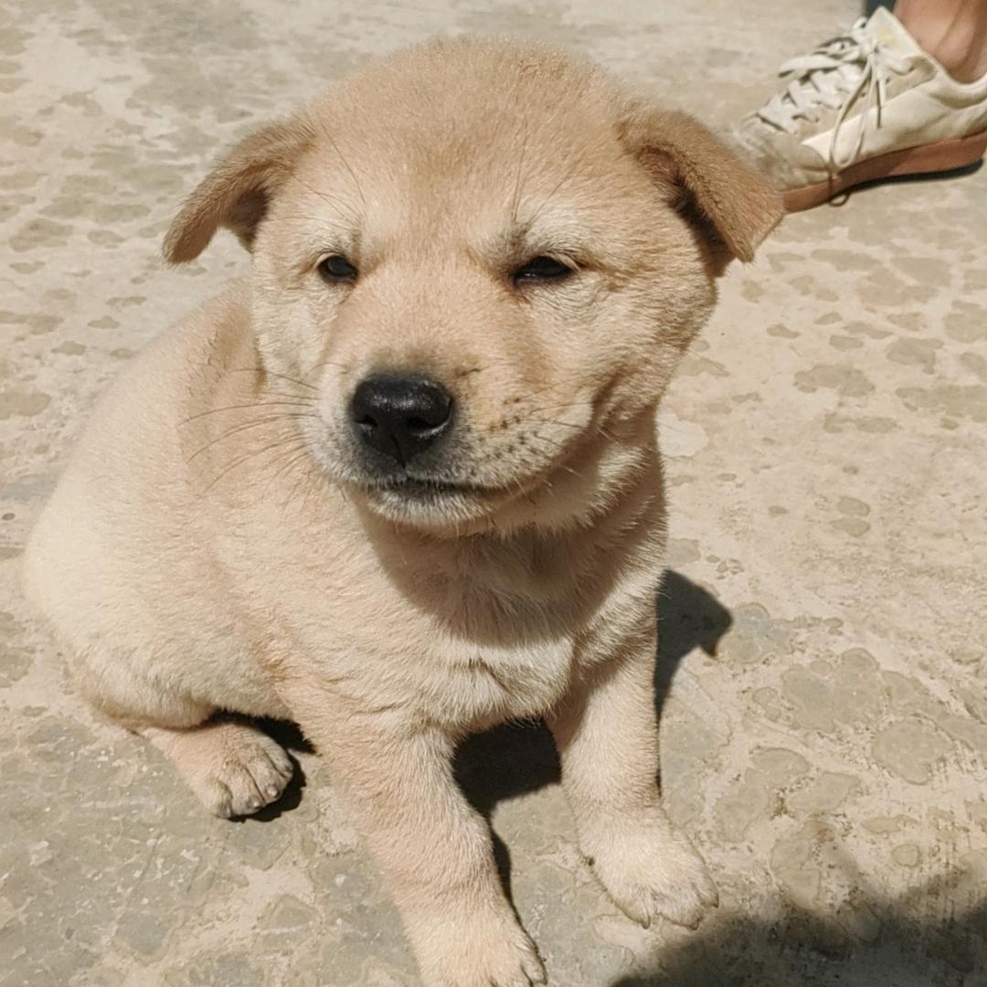想摆烂的小狗੯‧̀͡⬮