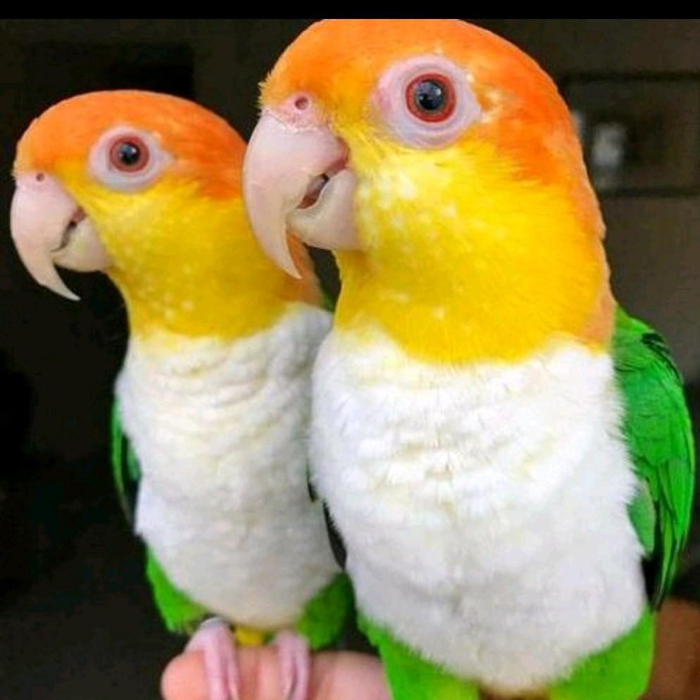 柒号宠物🦜🦜