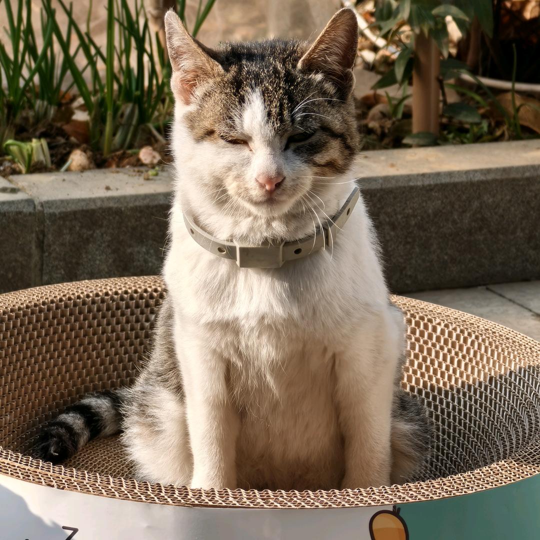 小猫栓Q糖