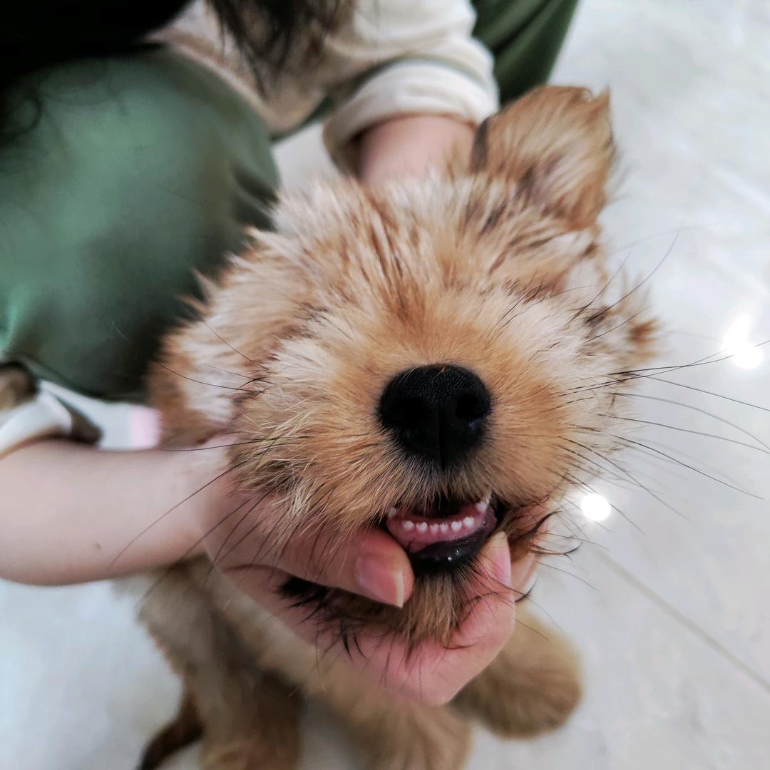 自由剪辑师风界