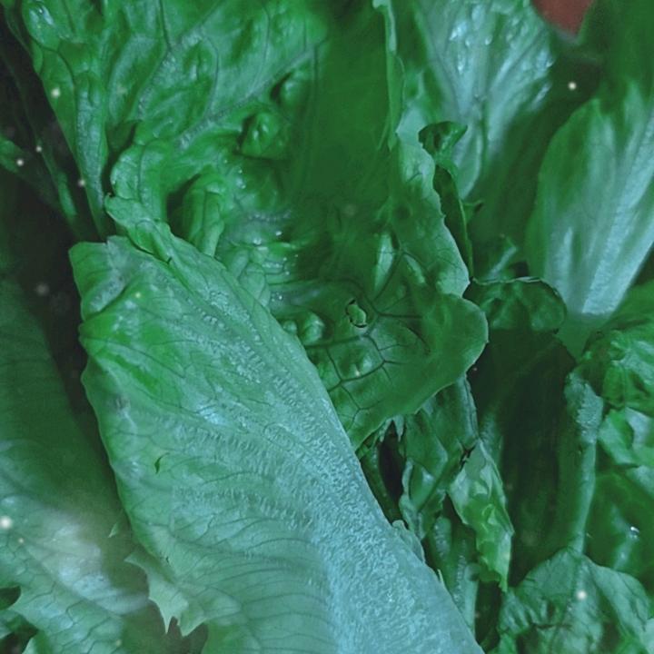 狗22（汪汪队）