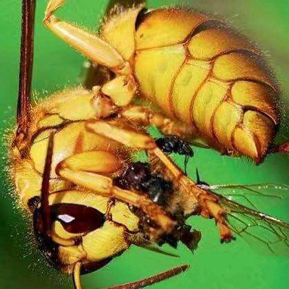 户外追蜂🐝