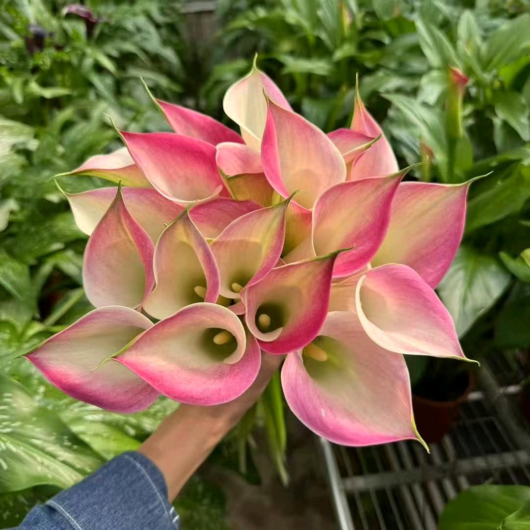 屿花相约