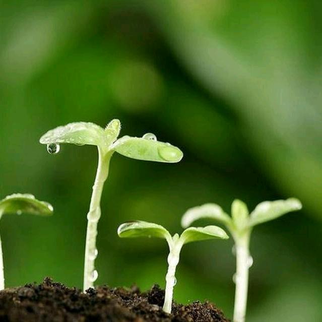 安然明月心绿芽