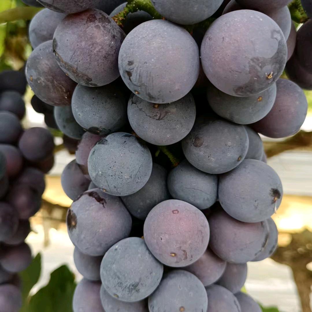 金欢💜💜💜盘州市羊场乡优质葡萄采摘