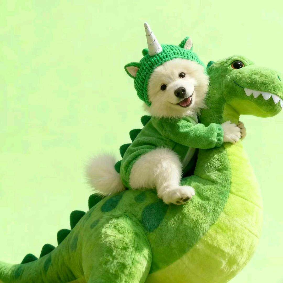 东哥家的萨摩耶