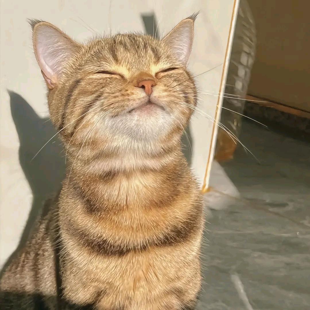 阿猫不吃🐟