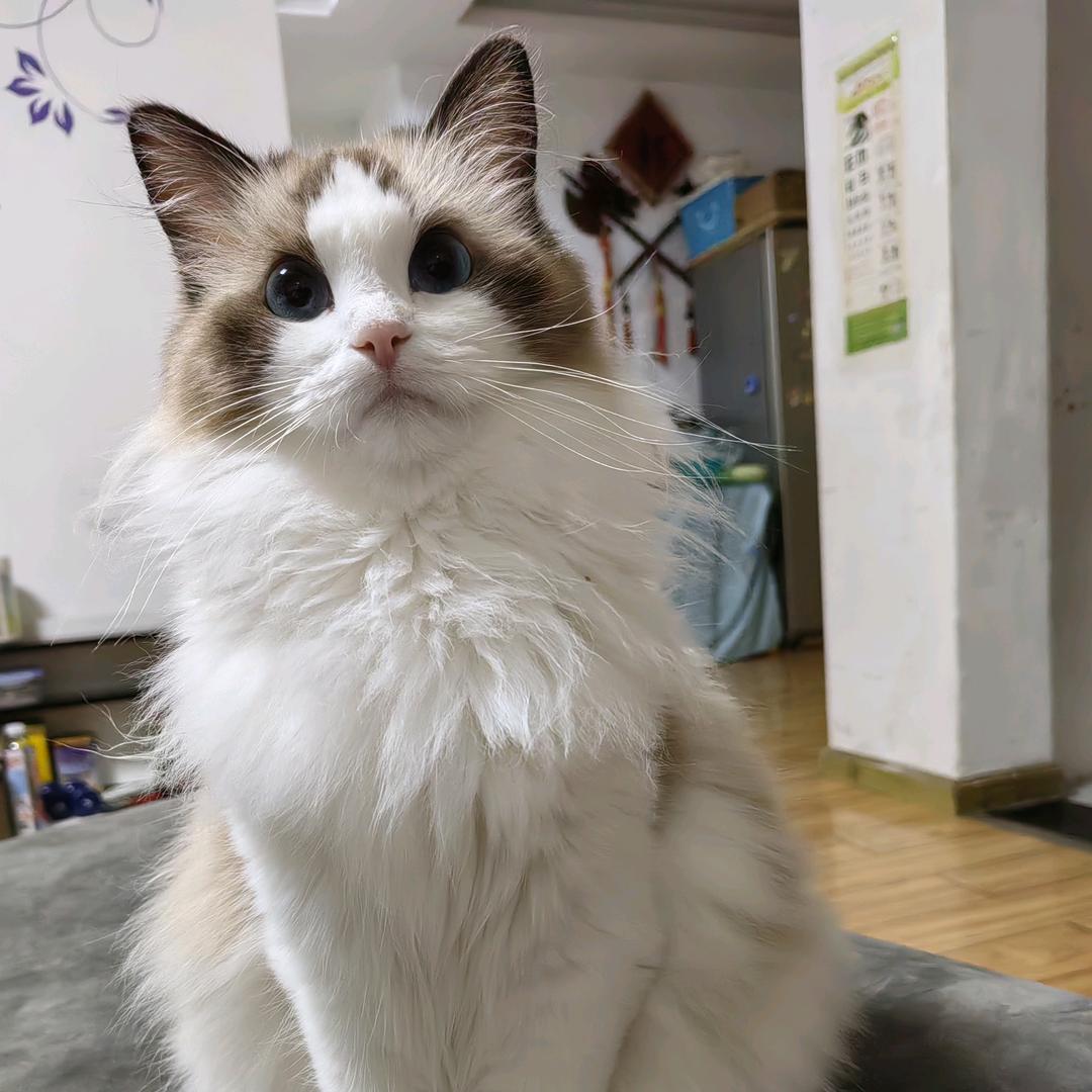 小呆呆九月是布偶猫