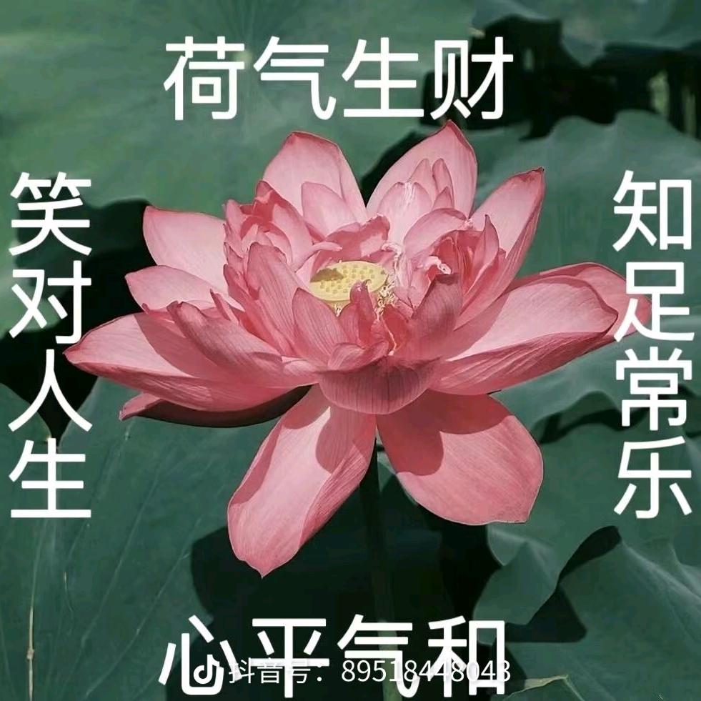 不顶龙