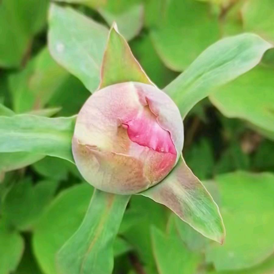 (❀蓉蓉❀)