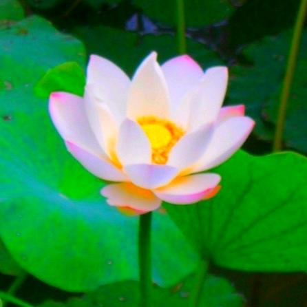 🌷想你🌹在梦中🌺