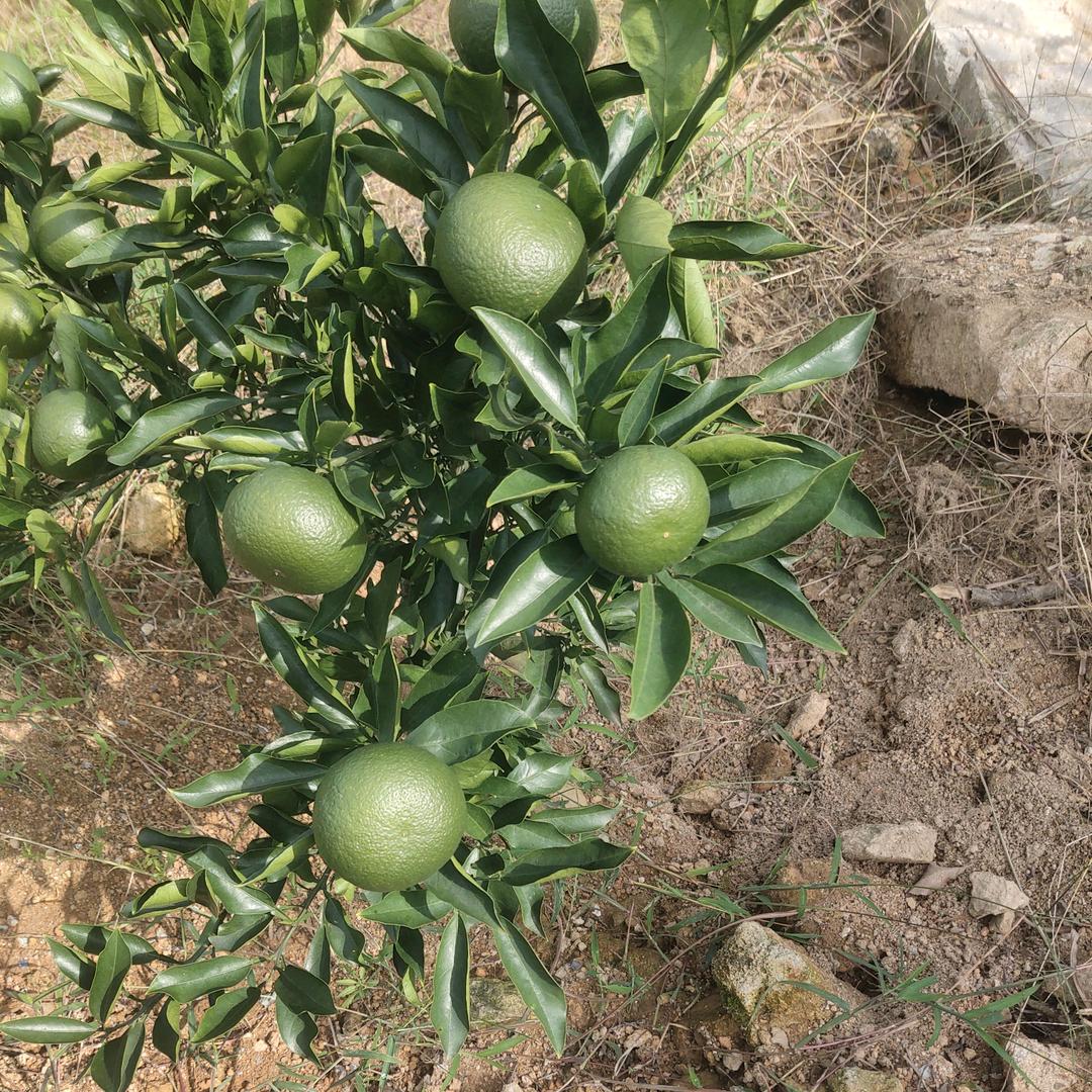 红美人，晴姖，由良，无核沃柑专业种植