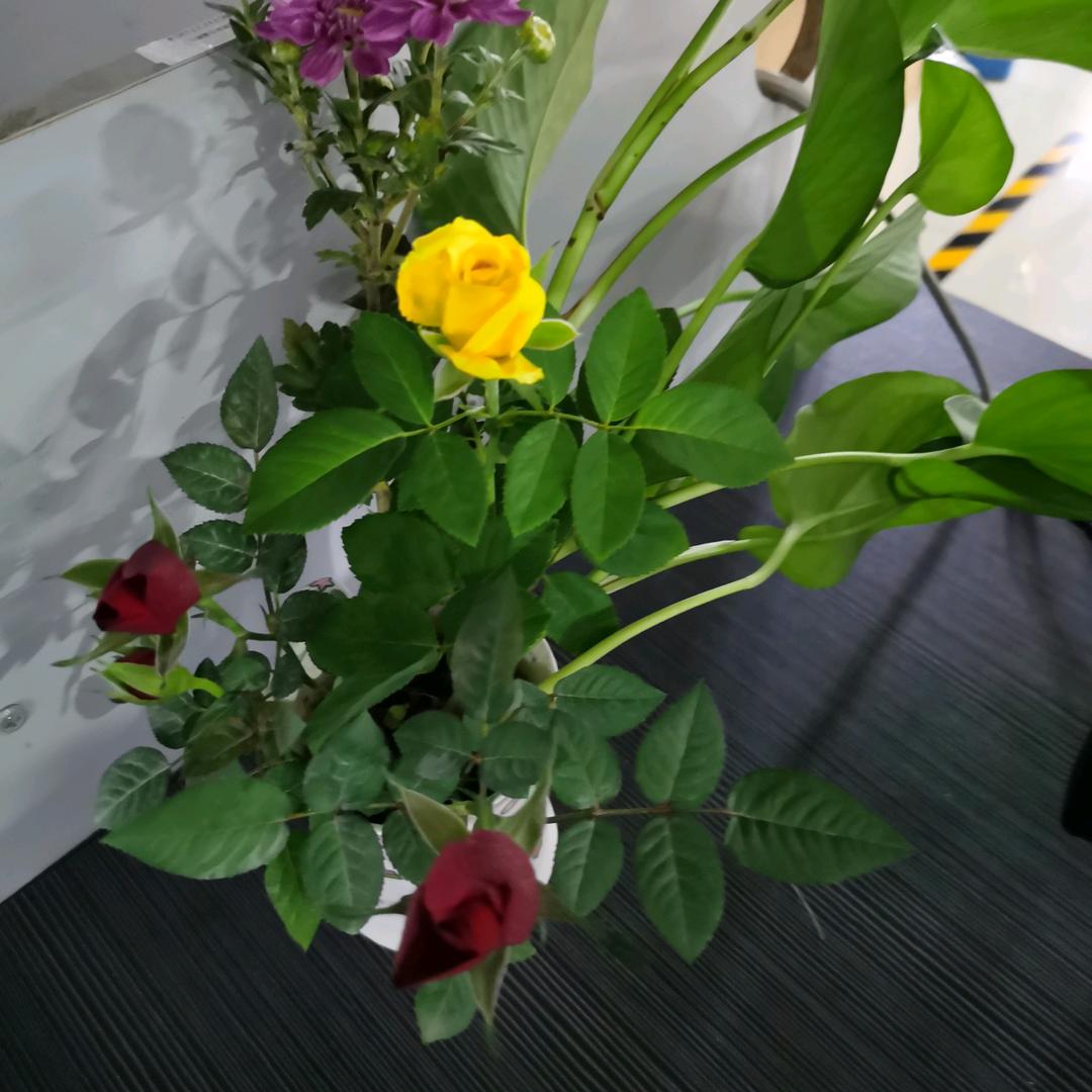 红姐顺遂