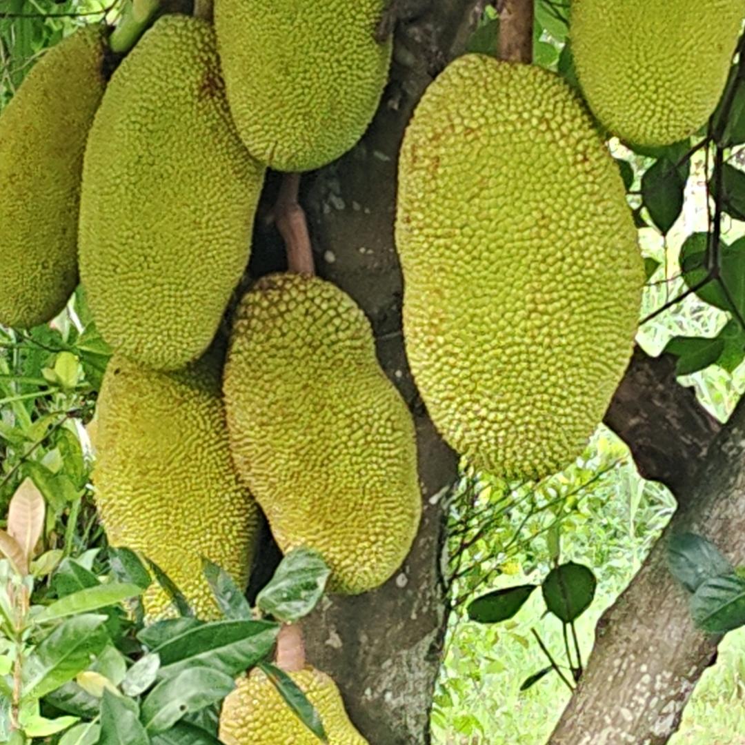 檬檬