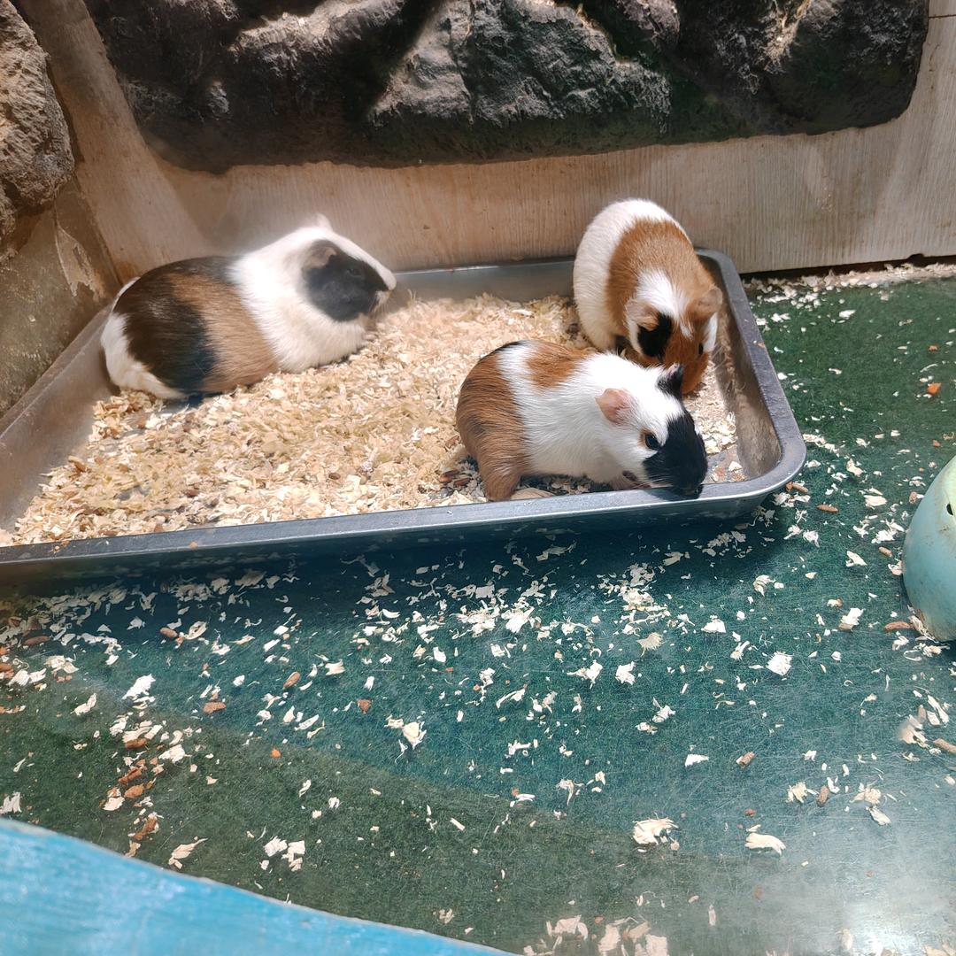 ℒℴѵℯ💕万李᭄🌿挑一ꦿ࿐