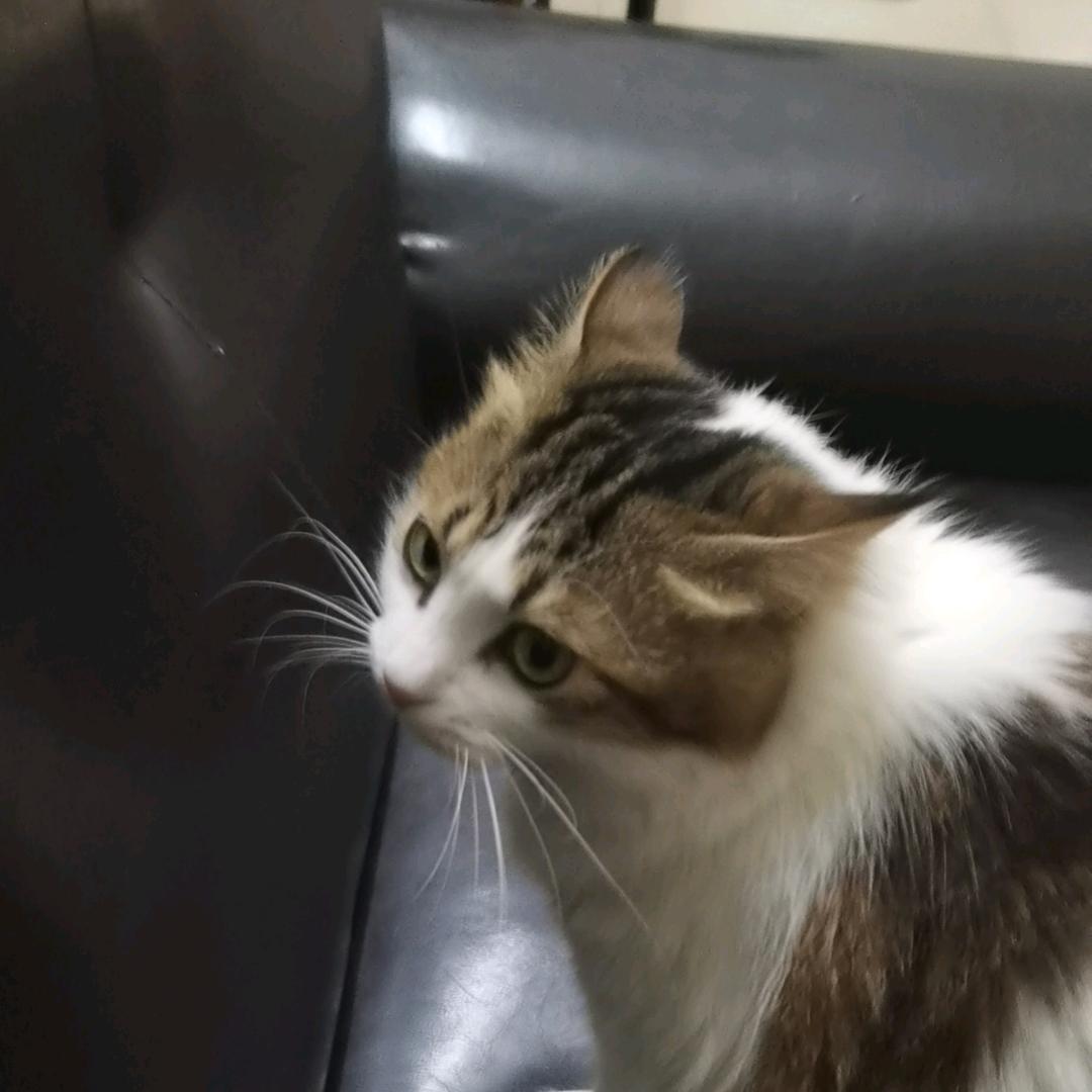 远走高飞