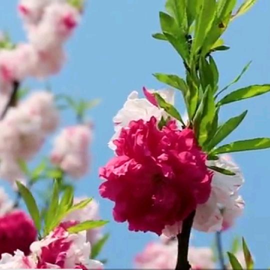 峰回优品好物分享