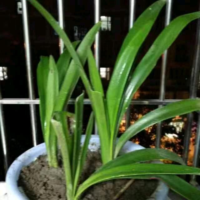 小草草