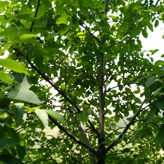 甜蜜人生