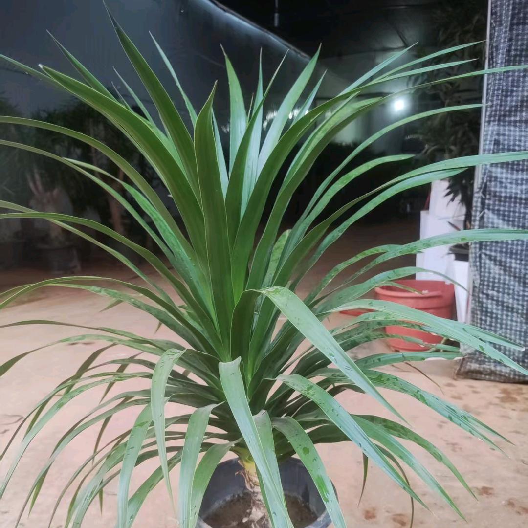 一米绿意园艺店