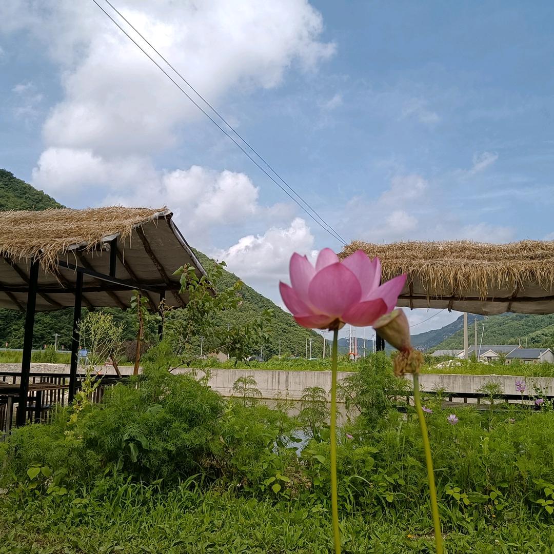 普皇茶语