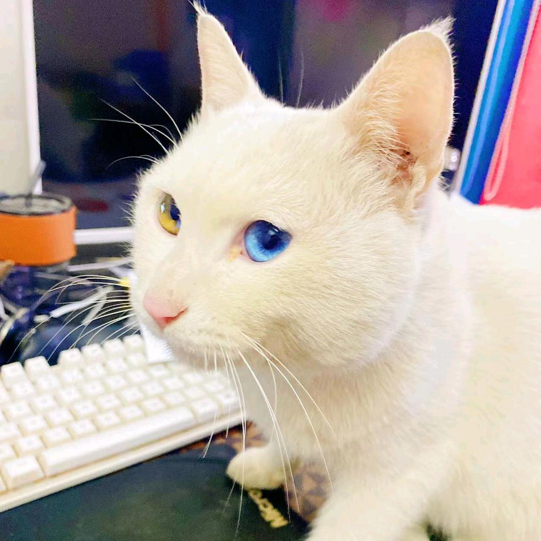 @ℒℴ沉默ꦿ ℘