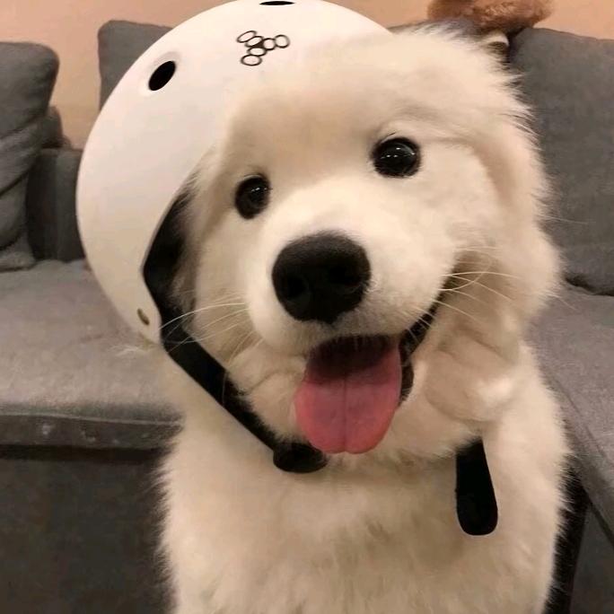 🐾