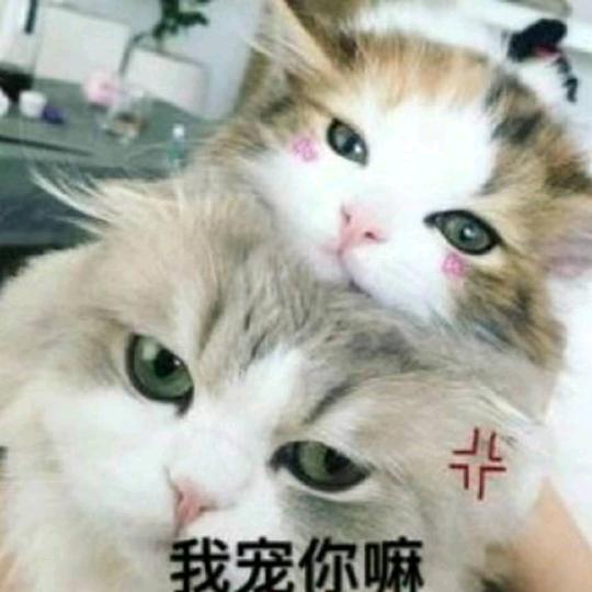 专利商标科技项目认定曹阿瞒