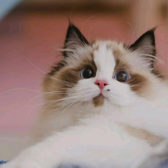 快乐天使👼🏻