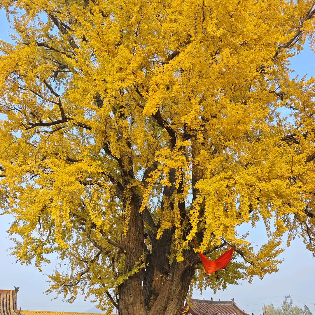 @ღ᭄🍀林哥ঞ᭄🍀: