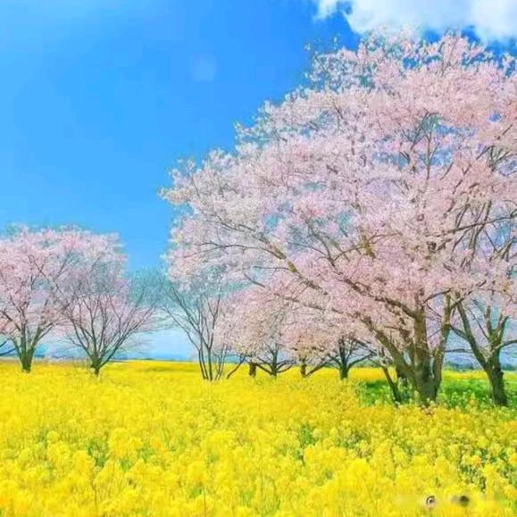 春光明媚