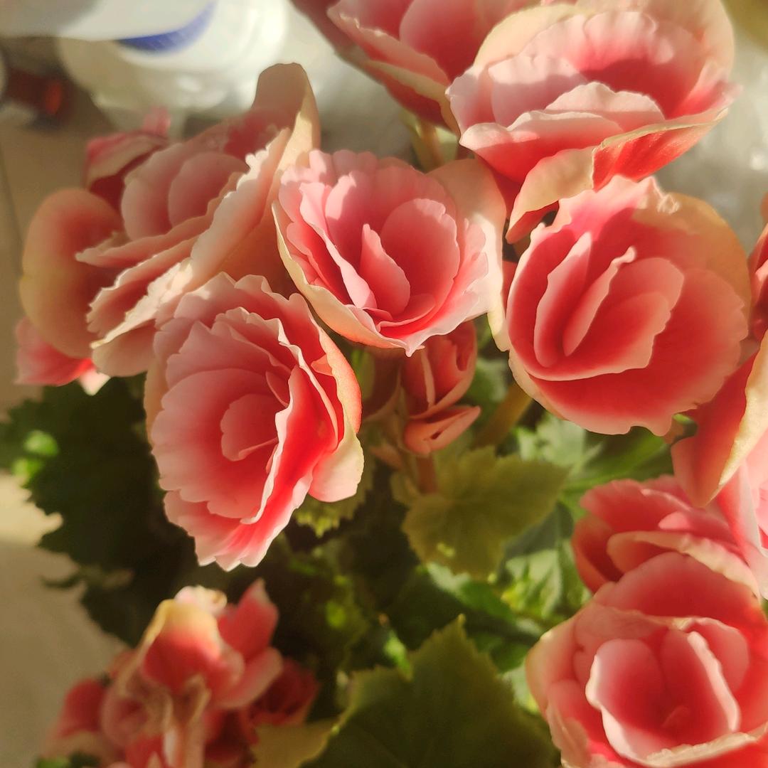小凌菲