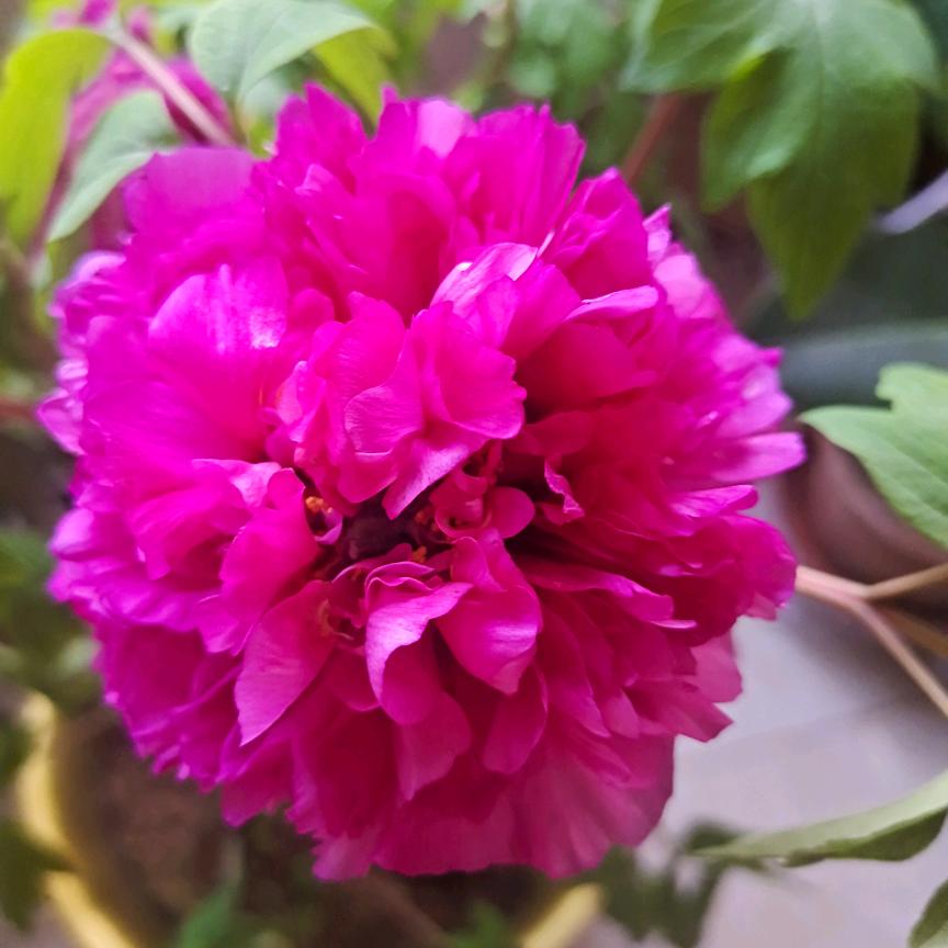 寿光市群泰胡萝卜🥕加工出口